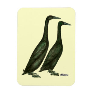 Íman Patos-Corredor Negros