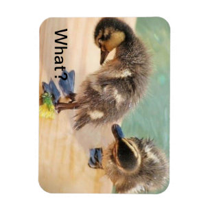 Íman Patos do bebê que olham que?