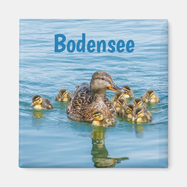 Íman Patos do Bodensee com Patinhos (Frente)