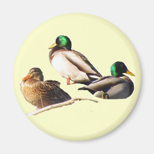 Íman Patos do pato selvagem