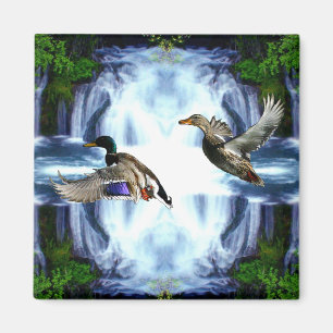 Íman Patos do pato selvagem