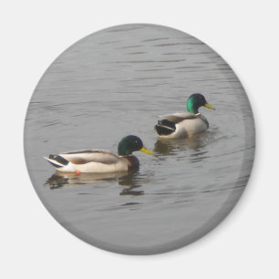 Íman Patos do pato selvagem