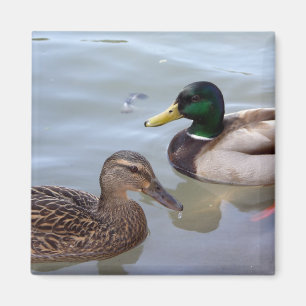 Íman Patos em um ímã da lagoa