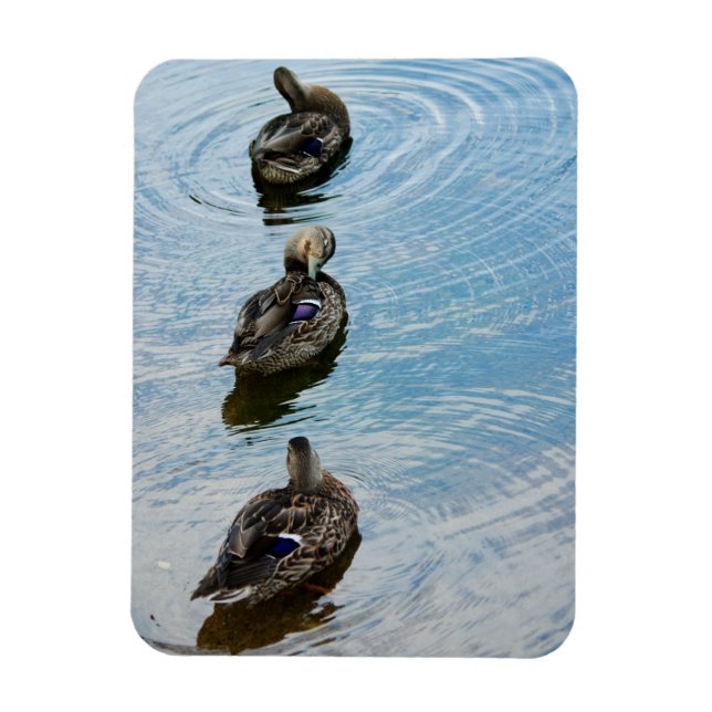 Íman Patos em um ímã Premium de Linha (Vertical)