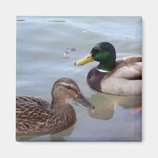 Íman Patos em um Magneta de Pond