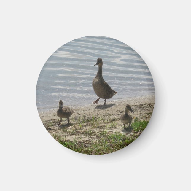 Íman Patos Magnet (Frente)