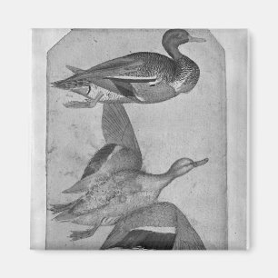 Íman Patos, o do álbum de Vallardi