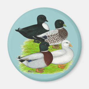 Íman Patos: Quarteto da chamada