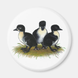 Íman Patos suecos pretos
