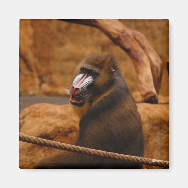 Íman Pava/Baboon (Frente)