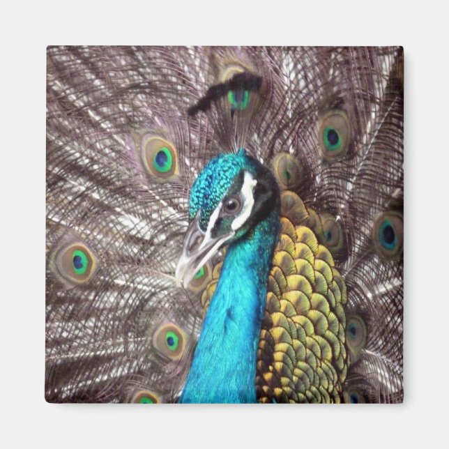 Íman pavão (Frente)