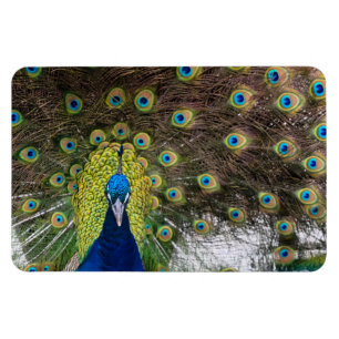 Íman Pavão Aberto Elegante