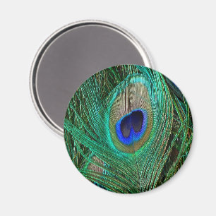 Íman Pavão Azul