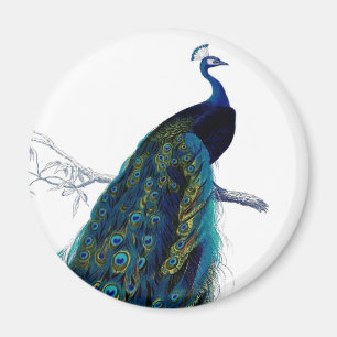 Íman Pavão colorido elegante azul do vintage