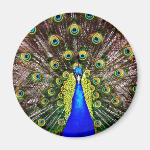 Íman Pavão de Magestic