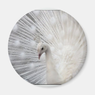 Íman Pavão do albino