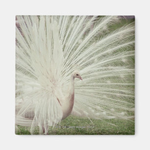 Íman Pavão do albino