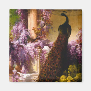 Íman Pavão e pombos em jardim