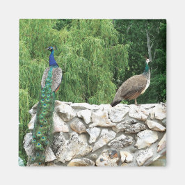 Íman Pavão - Jardim 5,1 Cm - Magneta Quadrada