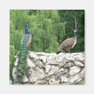 Íman Pavão - Jardim 5,1 Cm - Magneta Quadrada