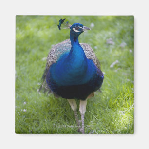 Íman Pavão masculino (cristatus do Pavo)