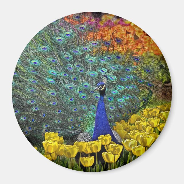 Íman Pavão nas flores da primavera #1 (Frente)
