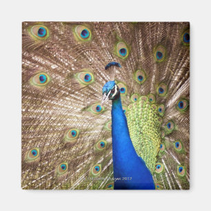 Íman Pavão que indica a plumagem