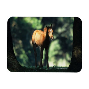 Íman Pé Árabe nas Árvores