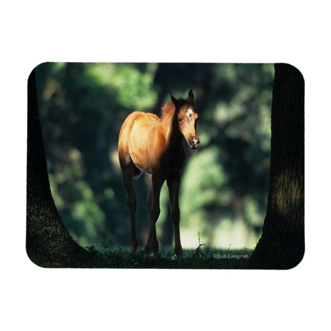 Íman Pé Árabe nas Árvores (Horizontal)