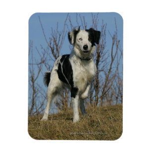 Íman Pé de border collie levantado