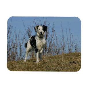 Íman Pé de border collie levantado
