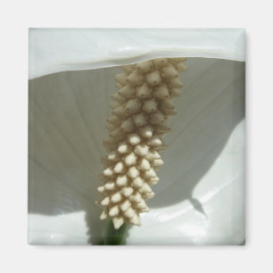 Íman Peace Lily Elegant White Floral