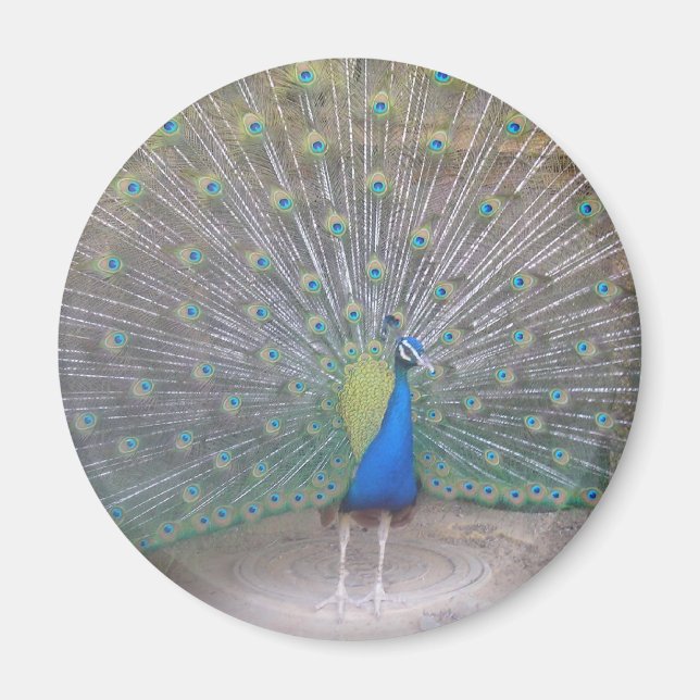 Íman Peacock (Frente)