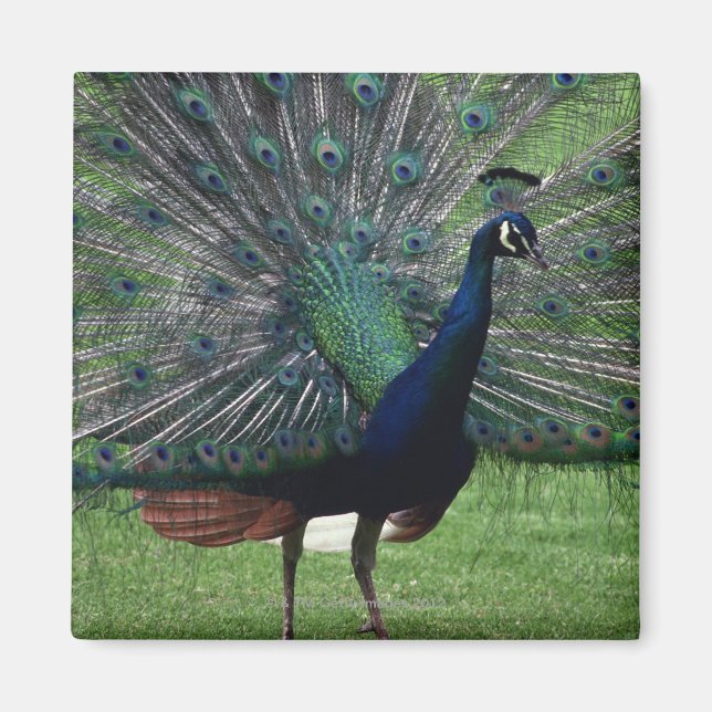 Íman Peacock (Frente)