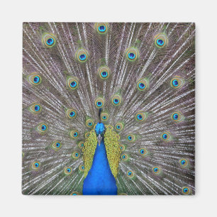 Íman Peacock