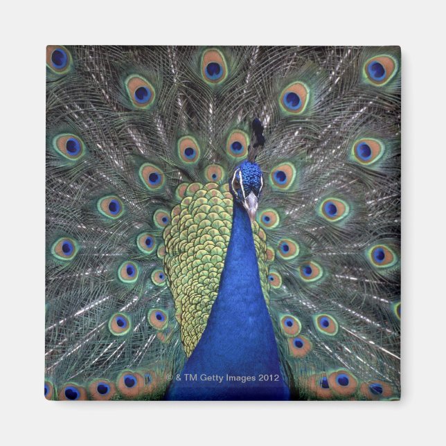 Íman Peacock (Frente)