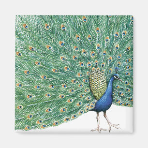 Íman Peacock bonito