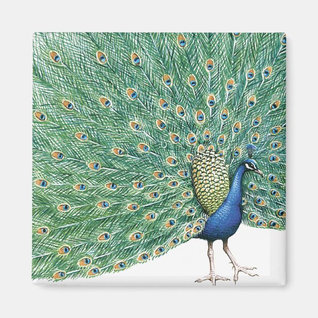 Íman Peacock bonito (Frente)