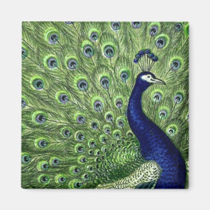 Íman Peacock bonito