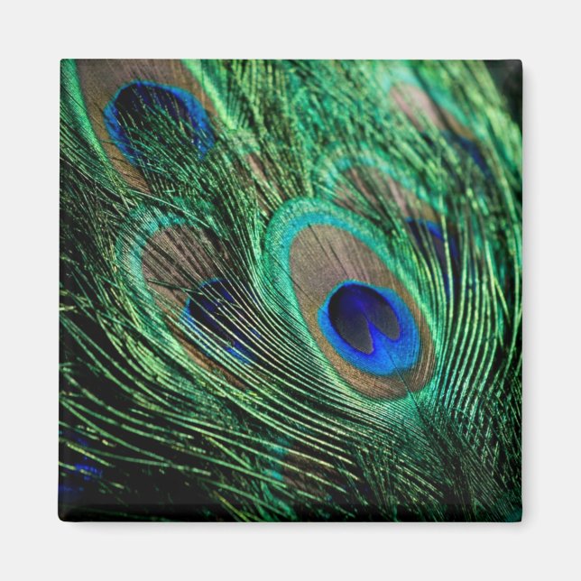 Íman Peacock Feather Lucky (Frente)