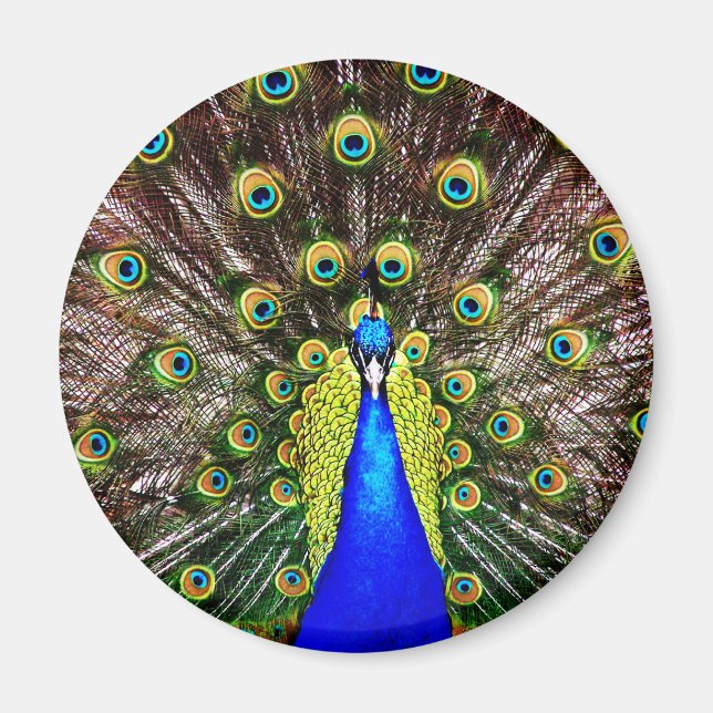 Íman Peacock Mágico (Frente)