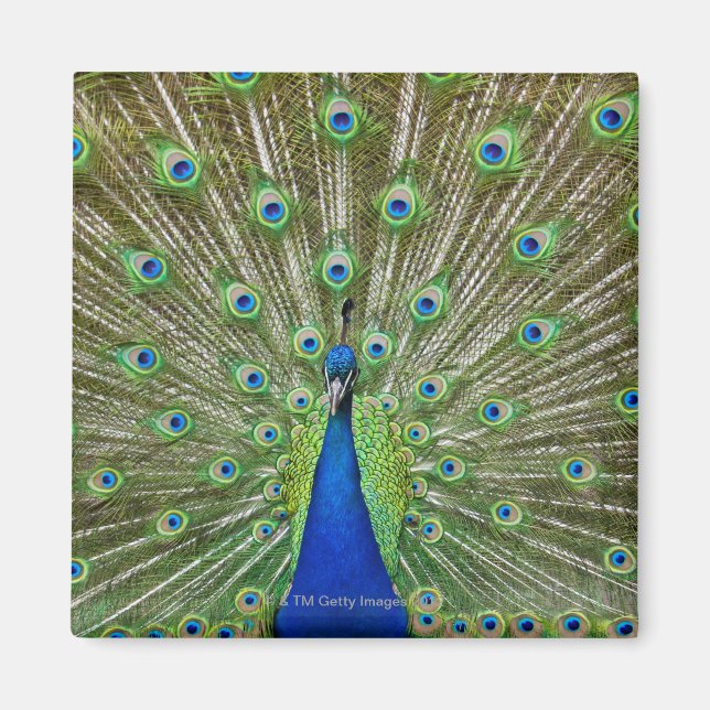Íman Peacock mostrando as suas penas, como parte de um (Frente)