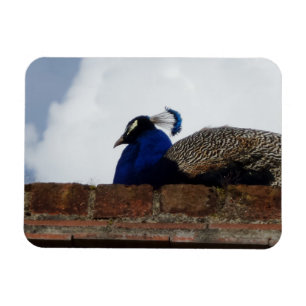 Íman Peacock na parede de tijolos 3"x4" Magnet