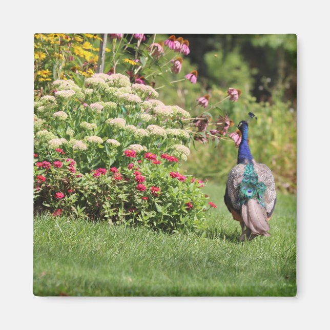 Íman Peacock no ímã Garden (Frente)