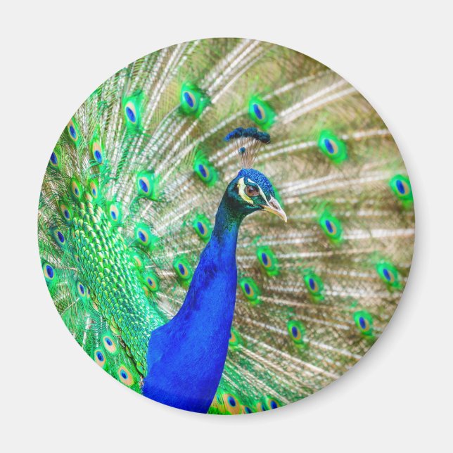 Íman Peacock Plumage (Frente)