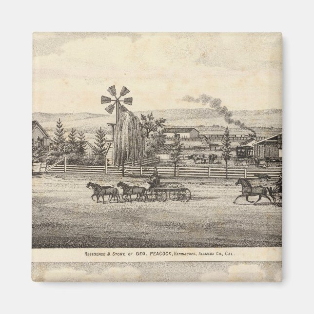 Íman Peacock res, Willow Glen (Frente)