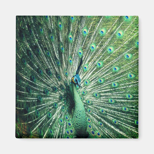Íman Peacock Strut (Frente)
