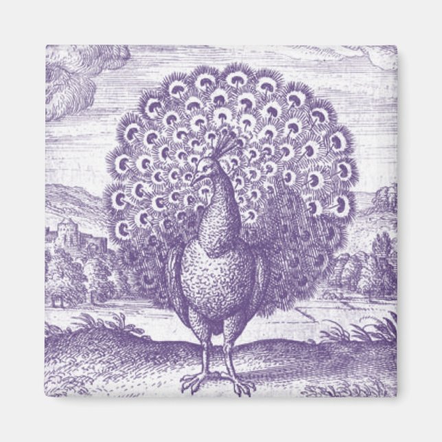 Íman Peacock, uma gravura vintage (Frente)
