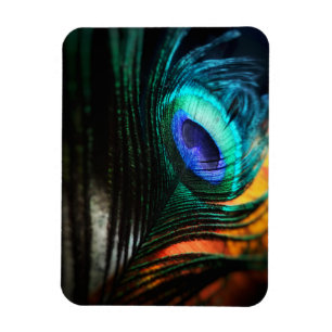 Íman Peakcock Feather de perto e Pessoal