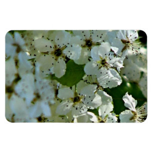 Íman Pear Blossoms em floração